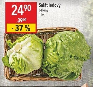 Salát ledový