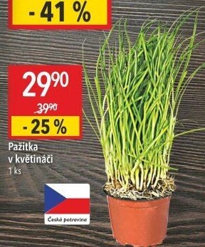 Bylinky v květináči