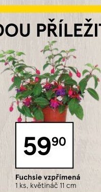Fuchsie