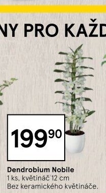 Stromobytec - Dendrobium nobile
