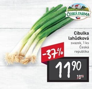 Jarní cibule svazek Česká farma