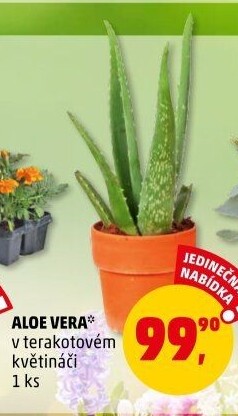 Aloe vera