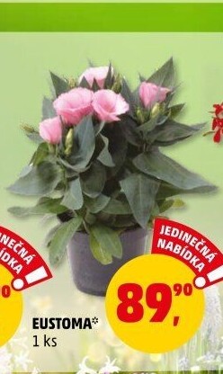 Eustoma - Jícnovka - Lisianthus