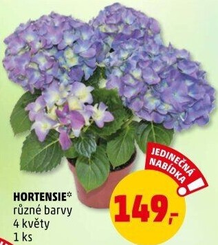 Hortenzie - Hydrangea