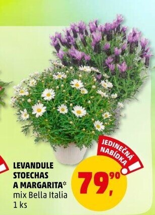 Levandule