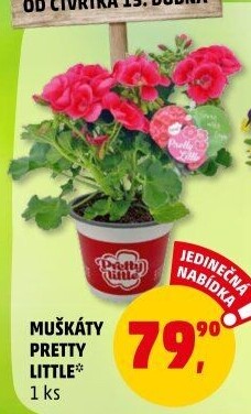 Muškáty / Pelargonie