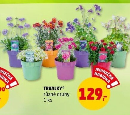 Trvalky