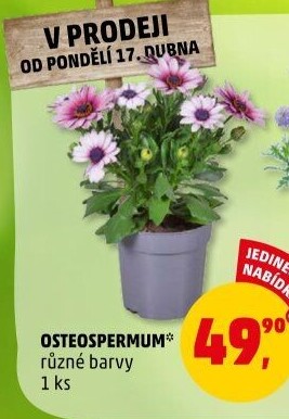 Tvrdosemeník - Kapská kopretina - Osteospermum