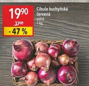 Cibule červená
