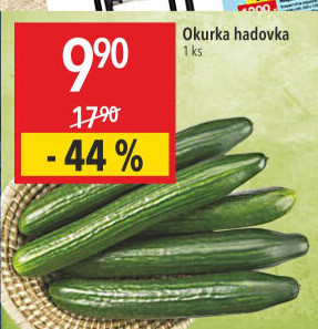 Okurka hadovka