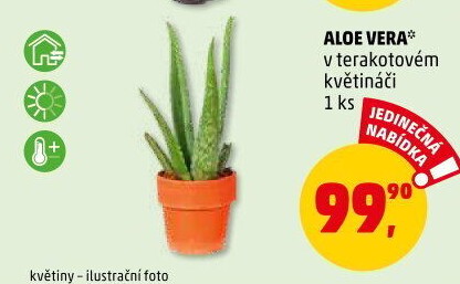 Aloe vera