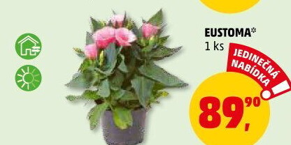 Eustoma - Jícnovka - Lisianthus