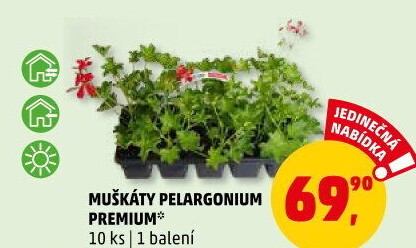 Muškáty / Pelargonie