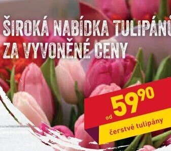 Řezané tulipány