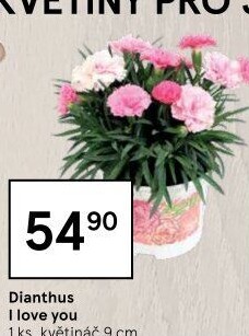 Dianthus - Hvozdík