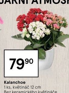 Kalanchoe - Kolopejka
