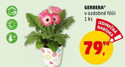 Gerbera