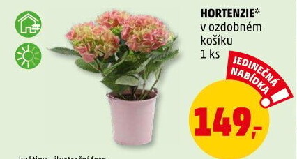 Hortenzie - Hydrangea