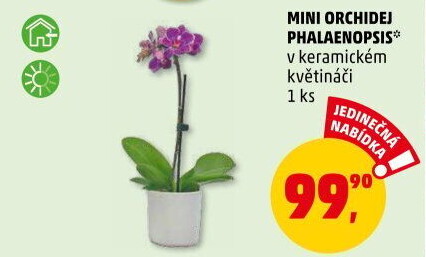 Orchidej