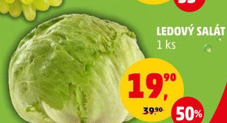 Salát ledový