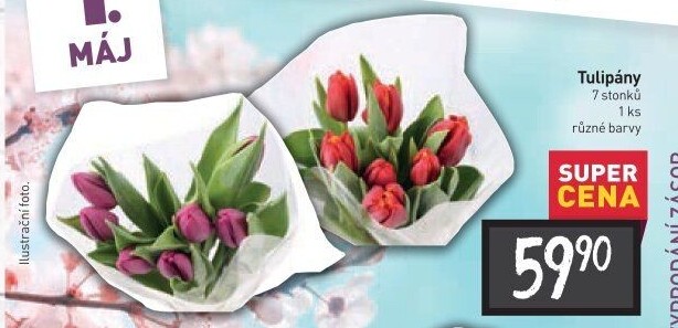 Řezané tulipány