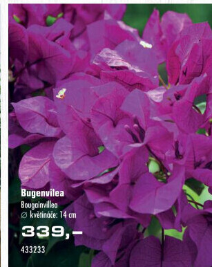 Bugenvilea - Bougainvillea