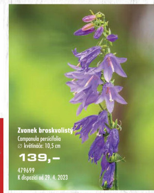 Campanula - Zvonek