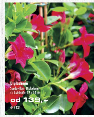 Dipladenia - Mandevila - Sundavillea