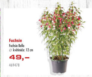 Fuchsie