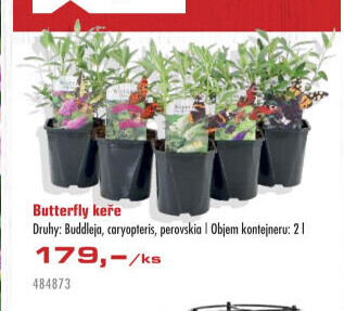 Keře Butterfly