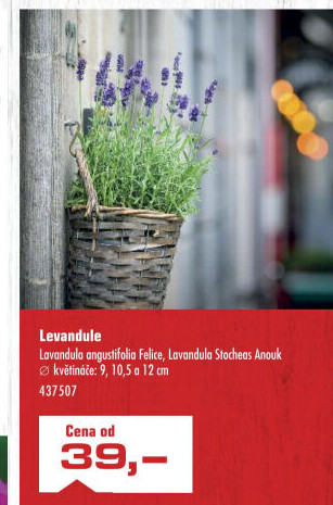Levandule