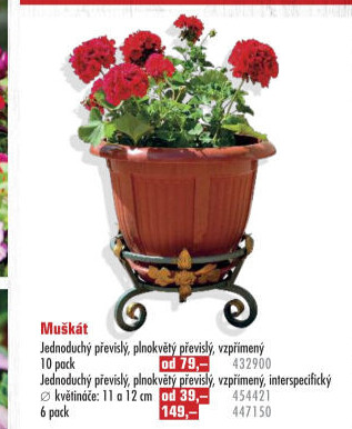 Muškáty / Pelargonie