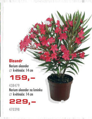 Oleandr