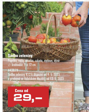 Paprika sazenice