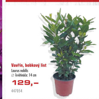 Vavřín vznešený - Laurus nobilis