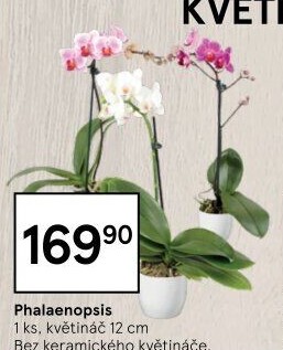 Orchidej
