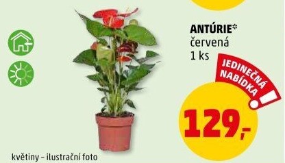 Anturie