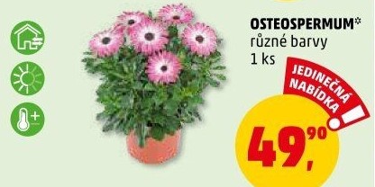 Tvrdosemeník - Kapská kopretina - Osteospermum