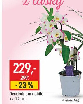 Stromobytec - Dendrobium nobile