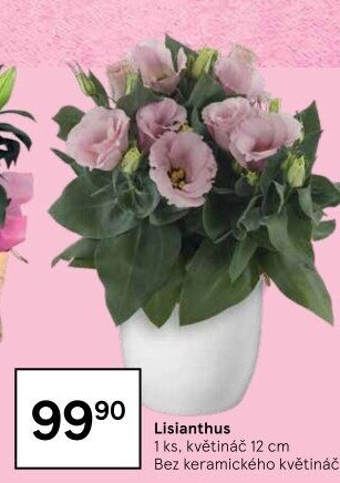 Eustoma - Jícnovka - Lisianthus