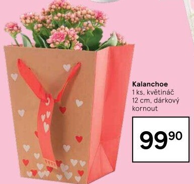 Kalanchoe - Kolopejka