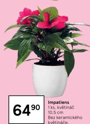 Netýkavka - Impatiens