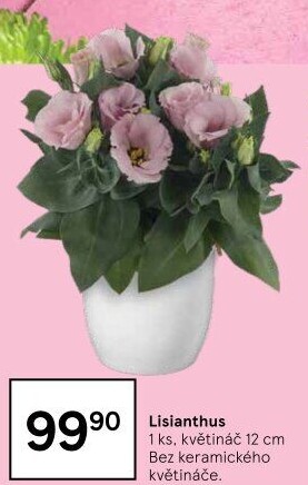 Eustoma - Jícnovka - Lisianthus