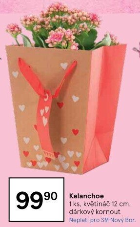 Kalanchoe - Kolopejka