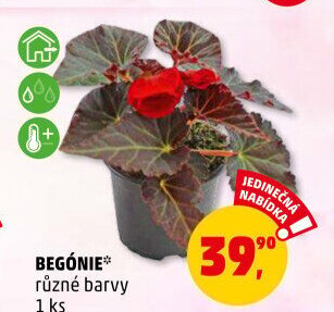 Begónie