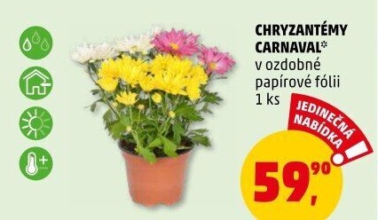 Chrysanthemum - Chryzantéma