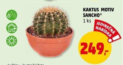 Kaktus