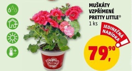 Muškáty / Pelargonie