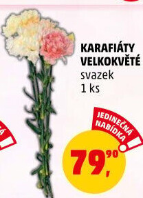 Řezaný karafiát