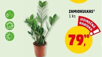 Zamioculcas - Zamiokulkas